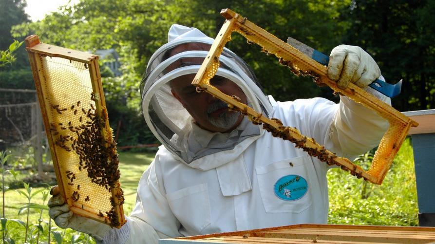 Due milioni di euro a disposizione degli apicoltori piemontesi, attivati i bandi dalla Regione