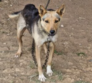 Oipa salva 4 cuccioli e la mamma nell’Alessandrino. Vivevano di stenti in una cascina