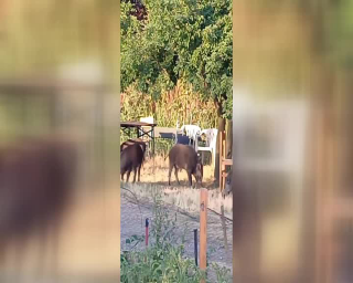In via Artom e agli Orti Urbani sono tornati i cinghiali