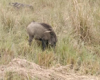 Psa, nelle zone sicure torna la caccia selettiva al cinghiale