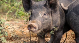 Peste suina, cinque nuovi casi in Piemonte